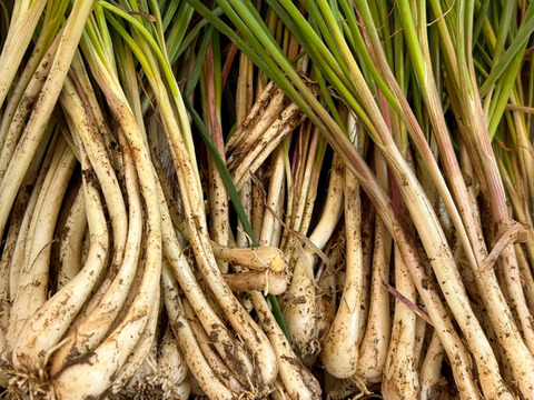 土付き　沖縄島ラッキョウ（小粒）　4㎏