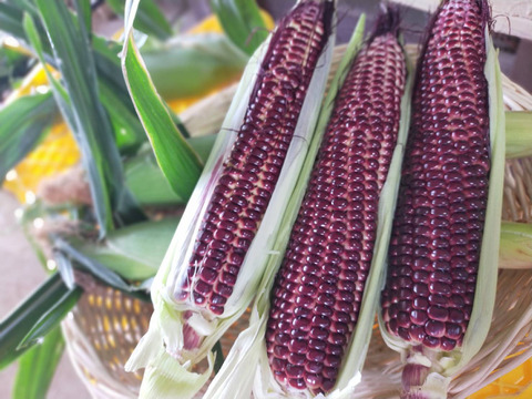 【美味しい野菜をお届けします】　季節の野菜セット『採れTakara☆彡』7品前後