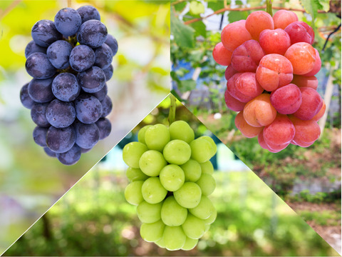 花笑み農園　岡山の10月おすすめブドウ3種MIX約2kg贈答用【10/1～順次発送】3M-2L上