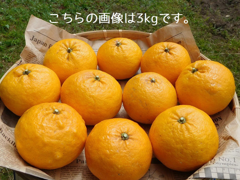 【自然栽培】樹上完熟の甘夏みかん3kg（大分県産・栽培期間中農薬、肥料不使用）