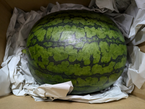 【注文から翌々日までに発送】ピノガール1玉 【タネごと食べれるシャキシャキ小玉すいか】