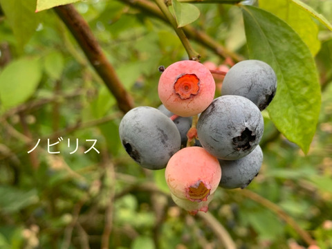 まじりっけなし！自然栽培『生ブルーベリー２種セット』５００ｇ