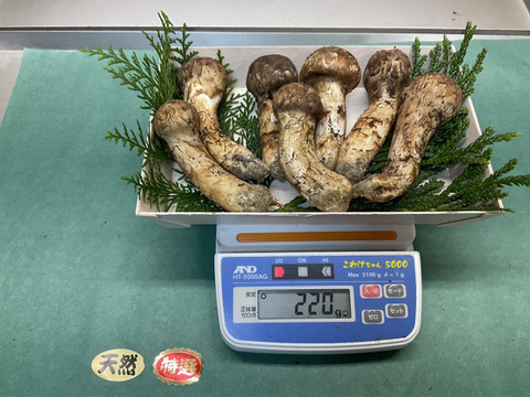 秋の味覚の王様】松茸/マツタケ/まつたけ/純国産/つぼみ/220g【特上