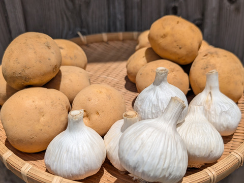 【福袋2025】夏の新じゃが２品種とニンニクのセット4.5KG　（ニシユタカ２KG、普賢丸２KG、にんにく500g） 食べチョク八周年記念企画/農薬・化学肥料不使用