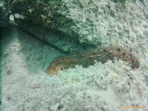 素潜り漁師直送！！今が旬『赤ナマコ』　１kg