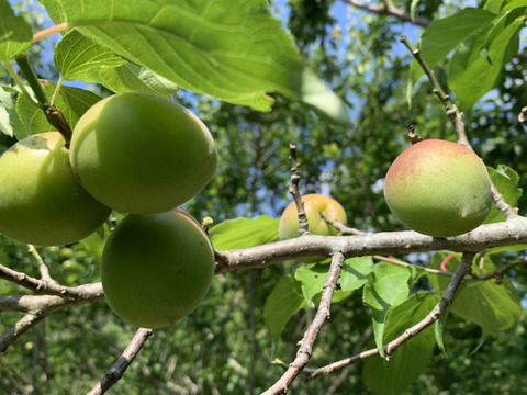 まじりっけなし！梅シロップ梅酒に最適！『色づき白加賀』2kg 自然栽培の梅。様々なレシピに。農薬不使用