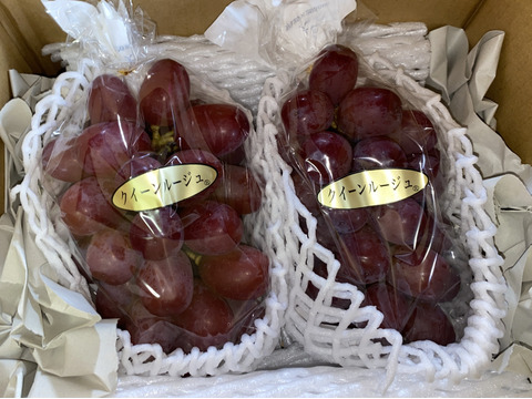 【贈答用】クイーンルージュ約1.3kg(2房☆長野県限定品種☆ギフト