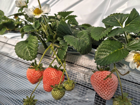 2~3月限定！3種のいちご食べ比べ大粒セット4p入り