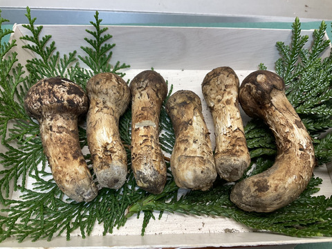 秋の味覚の王様】松茸/マツタケ/まつたけ/純国産/つぼみコロ/108g【御