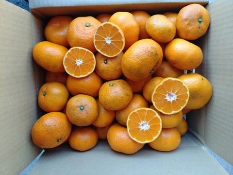 農薬・化学肥料不使用】神奈川産 大津みかん 10kg (訳あり)：神奈川県