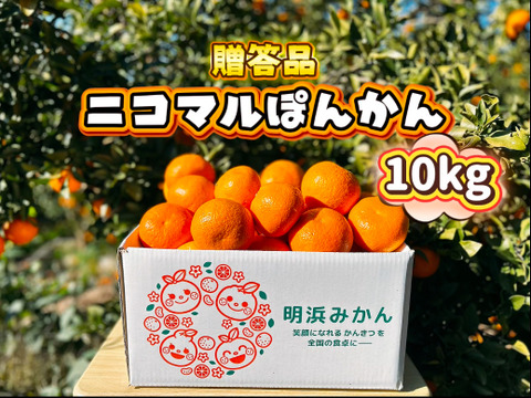 【愛媛県産】季節限定　甘味がギュッと詰まったポンカン　贈答用　10ｋｇ
