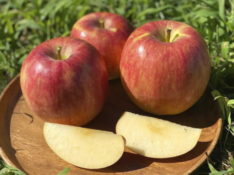 【2026年予約】『シナノドルチェ』 家庭用✨ 甘みと酸味の絶妙なバランス　5ｋｇ