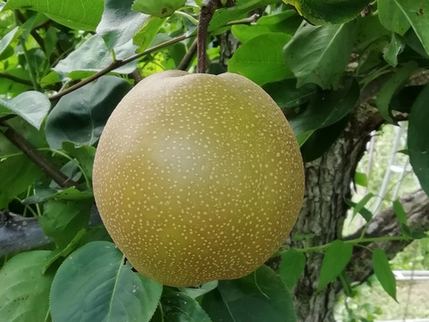 収穫翌日発送【10月8日頃から発送】和梨　にっこり　家庭用　約3.5キロ（1玉320～450ｇ、この品種にしては小玉です）