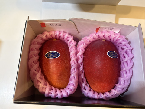 果汁たっぷり！糖度15度超えの太陽マンゴー(2Lサイズ2玉セットで720g〜898g)