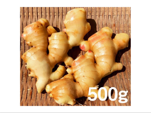 キリッと香りが良い！生姜0.5kg（糸島産・農薬＆化学肥料不使用）