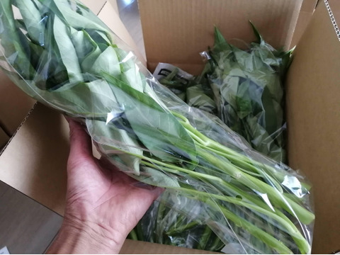 シャキシャキ食感、採りたて空芯菜！！（80サイズ箱いっぱい）