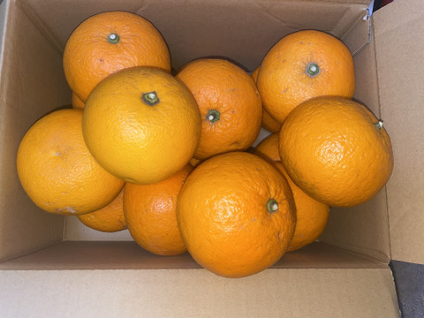 【栽培中農薬不使用】
ハッサク(八朔)　箱込み3.5㎏以上　２Lから４Lサイズ　（300g～400g）