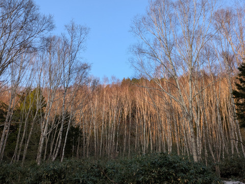 山葡萄の新芽　約300g