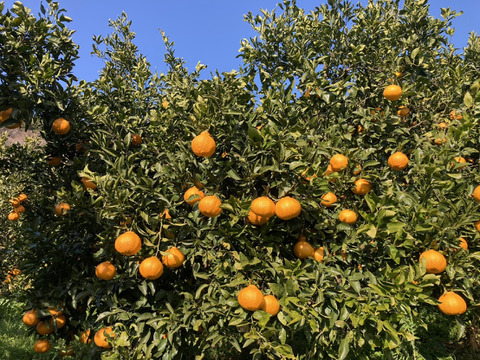 甘くてジューシー！『広島県産しらぬい』15kg（60個前後）