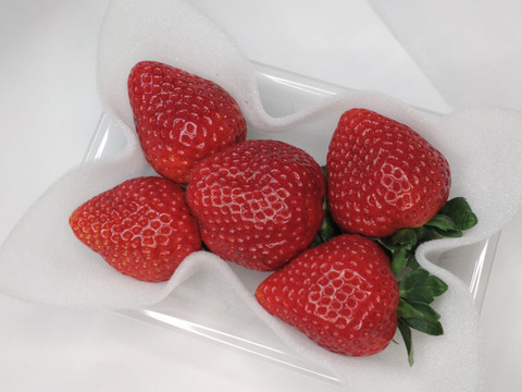 通販 送料無料  初めての「とちあいか」(特大)200〜230g(4〜7粒)×4p：栃木県産の 果物