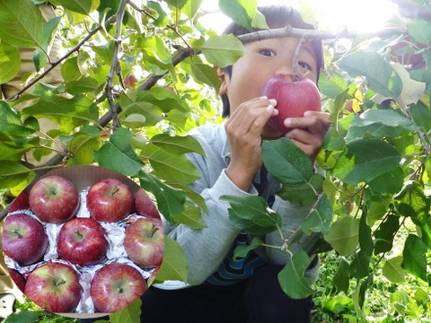 【収穫即日出荷！】サンつがる＋シナノリップ　家庭用　3キロ（2：1）JA基準より60％減の低農薬栽培【りんご食べ比べ】