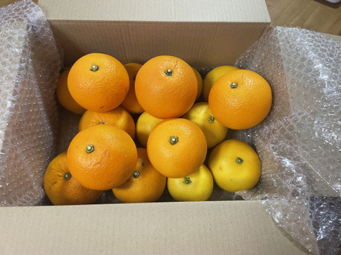 食べチョク限定　【グレープフルーツ・はっさく・甘夏など】混合セット。すべて農薬は未使用　箱込みで4・8キロ以上