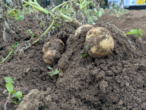 《規格外》５KG  品種ニシユタカ 五島列島産 自然農業での栽培
