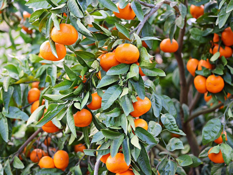 【高級柑橘】完熟甘平２ｋｇ ご家庭用 農薬不使用 自然栽培 愛媛県産