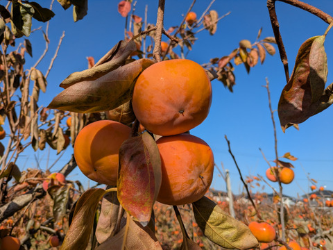 お買い得品【富有柿　ご自宅用】Ｍ～2Lサイズ　約4.5ｋｇ