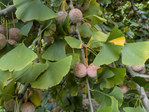 【今が旬】喜平ぎんなん 1kg (無選別)1粒3.0g以上を集めました。