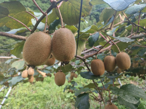 人気特価激安 追熟済※寒い冬にキウイでビタミンたっぷり！奈良県室生産のこだわりプレミアムキウイフルーツ２Lサイズ：奈良県産のヘイワード｜食べチョク｜産地直送(産直)お取り寄せ通販  - 農家・漁師から旬の食材を直送 ボディクリーム