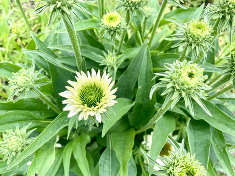 【10本、短め】Fresh！夏の花、エキナセア（ヴァージン）。ヴァージンは暑さに負けず、緑色の中心部と純白の花弁のコントラストが美しい丈夫な花です。朝摘んで、その日に飛脚クール便でお届けします。