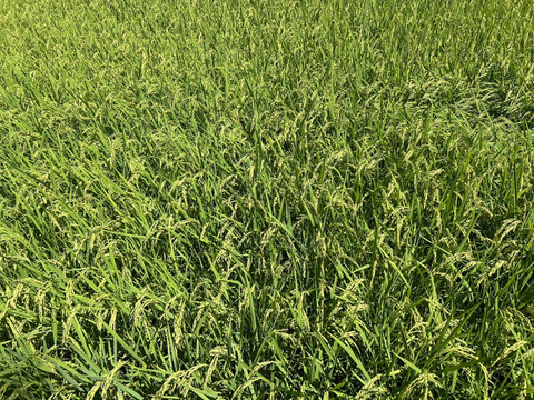 🌟残り僅か🌟令和7年新米❣高知産コシヒカリ🌾玄米30kg✨ 節減対象農薬🌾モチモチ美味しいギャル米💖