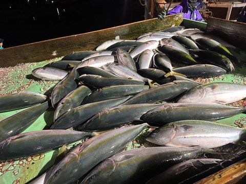 今が旬！大分豊後水道カボス寒ぶりフィレ
