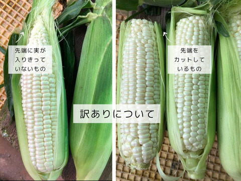 【訳あり大容量6kg】ホワイトショコラ｜フルーツの甘さ・目安18〜24本