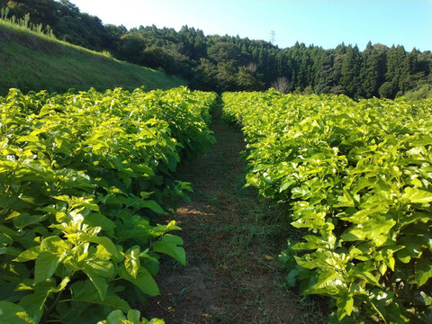 農薬、化学肥料不使用の桑の葉茶　6ケセット