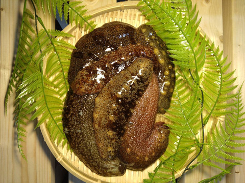 【漁師直送】青森県深浦町産 天然 赤ナマコ・黒ナマコ（混在）【1kg】