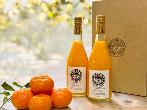 【注いだら最後、止まらない】甘味×酸味が絶妙！福みかんジュース｜愛媛・西宇和産