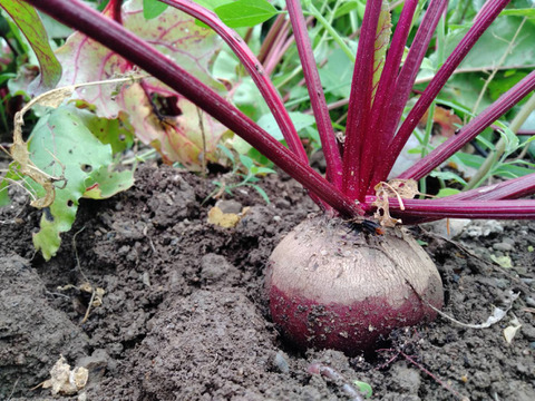 大地がくれた真っ赤なごちそう!　ビーツ1.5kg