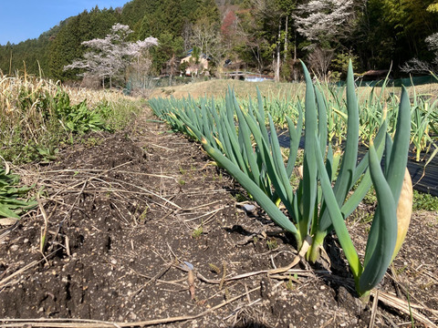 【農薬・化学肥料不使用】坊主知らずネギ　5kg　岐阜県産　農家の台所から～希少ネギ★ﾈｰｷﾞﾈｷﾞY(^o^)Y葱Y(^o^)Yﾈｷﾞﾈ-ｷﾞ★