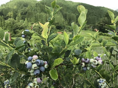 純国産・自家栽培ブルーベリーパウダー（30ｇ）無添加