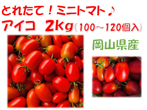 皮パリ食感！アイコ『岡山県産』２ｋｇ（概ね100～120個程度）