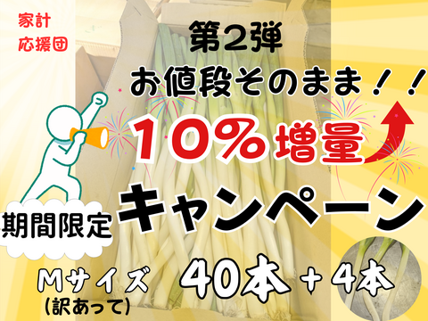 お値段そのまま10%増量キャンペーン！　Mサイズ（44本）