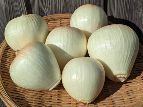 《訳アリ》玉ねぎ２KG 五島列島産 土着微生物を活かした自然農業での栽培