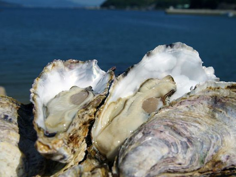 旨味たっぷり今が旬！！倉橋生牡蠣むき身大小混ざり１ｋｇ・殻付き１０個　両方楽しめるセット