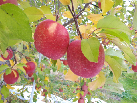 信州産特選葉とらずサンふじプレミアム5kg11～18個入り 信州古畠りんご園から直送 ご贈答にもご家庭用にもどうぞ