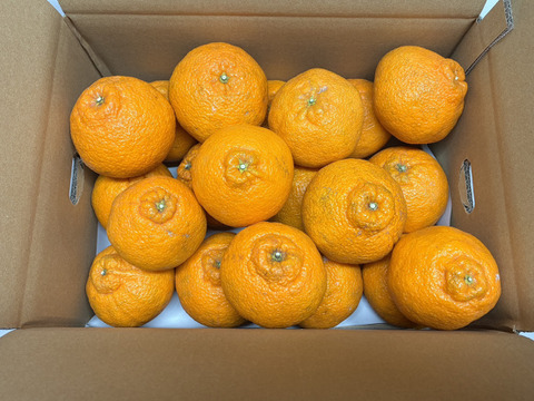 甘くてジューシー！『広島県産しらぬい』5kg（20個前後）