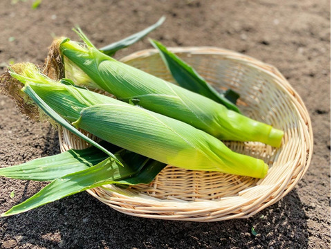 あま〜い朝採りとうもろこし　１２本