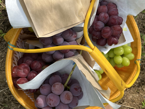 【ご自宅用・農園イチ押し！】クイーンニーナ1.2kg箱 ピンクの可愛いレア品種（農園内人気No.1）