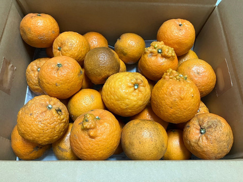 鹿児島県産「訳ありたんかん」※シミ、黒ずみ多数あります。中身は変わらず美味しい！